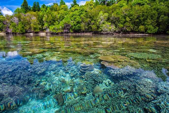 Crystal-clear waters and coral reefs near the jungle shores of Siquijor, Philippines.