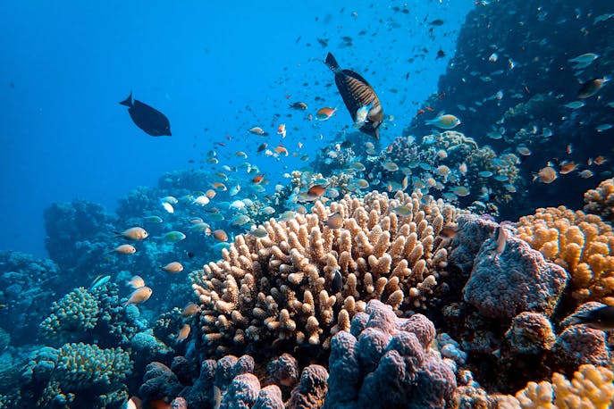 Underwater coral reef ecosystem and tropical fish in Togean Islands, Indonesia