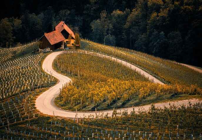 Quiet countryside road leading to a small house surrounded by vineyards